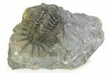 Uncommon Crotalocephalus Trilobite - Morocco #350437-2